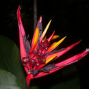 Imagem de Heliconia mathiasiae G. S. Daniels & F. G. Stiles