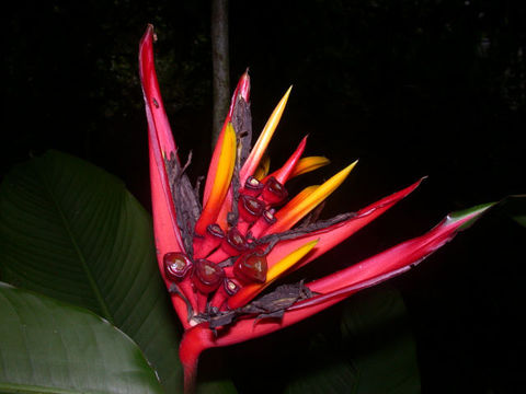 Image of Heliconia mathiasiae G. S. Daniels & F. G. Stiles