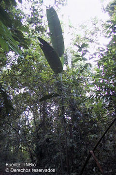 Image of Heliconia mariae Hook. fil.