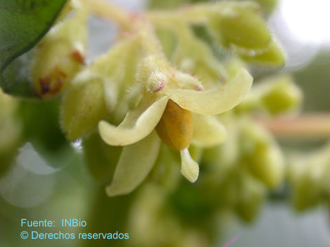 Image of Hoffmannia amplexifolia Standl.