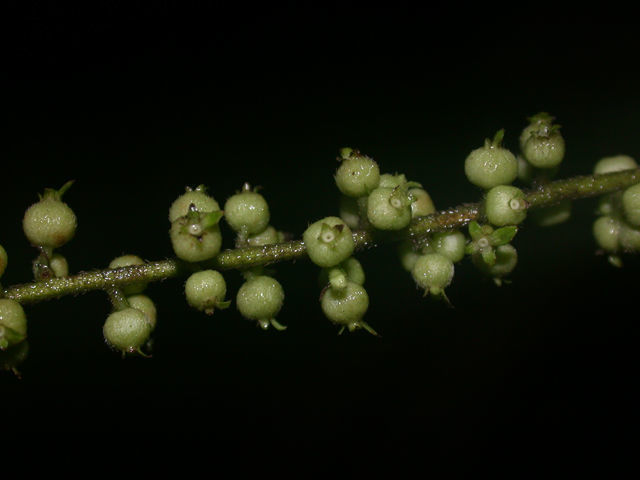 Imagem de Gonzalagunia ovatifolia (Donn. Sm.) B. L. Rob.