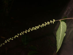 Image of Gonzalagunia ovatifolia (Donn. Sm.) B. L. Rob.