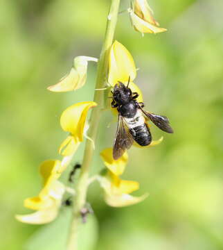 Image of Megachile disjunctiformis Cockerell 1911