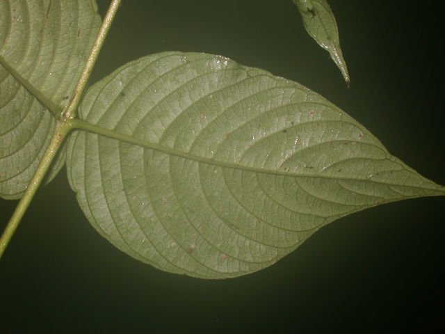 Imagem de Gonzalagunia ovatifolia (Donn. Sm.) B. L. Rob.
