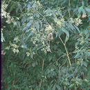 Koanophyllon hylonoma (B. L. Rob.) R. King & H. Rob. resmi