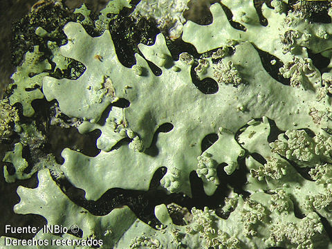 Image of hypotrachyna lichen