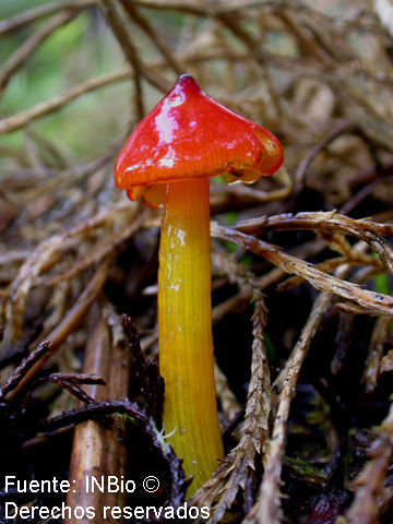 Image of Conical slimy cap