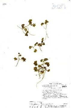Image of Large-Leaf Marsh-Pennywort