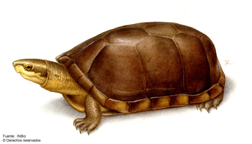 Image of White-lipped mud turtle