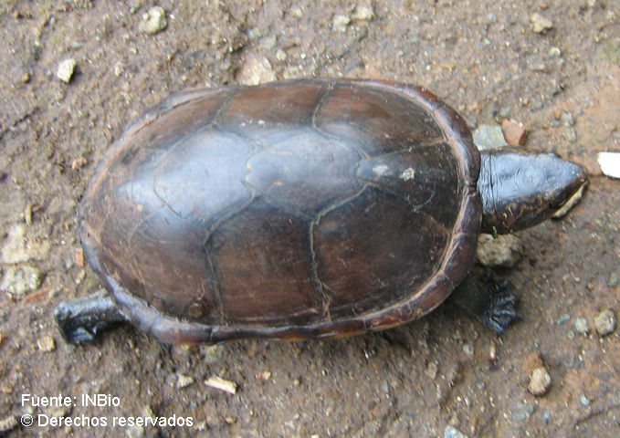 Image of White-lipped mud turtle