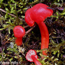 Plancia ëd Hygrocybe miniata (Fr.) P. Kumm. 1871