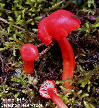 Image of Hygrocybe miniata (Fr.) P. Kumm. 1871