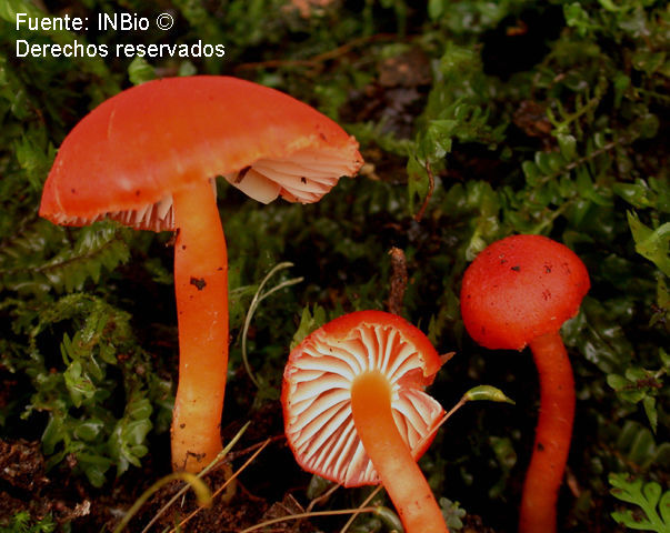 Image of Hygrocybe miniata (Fr.) P. Kumm. 1871