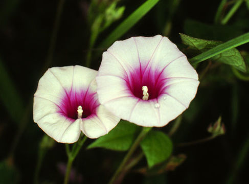 Слика од Ipomoea trifida (Kunth) G. Don