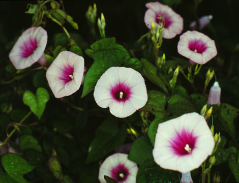 Слика од Ipomoea trifida (Kunth) G. Don