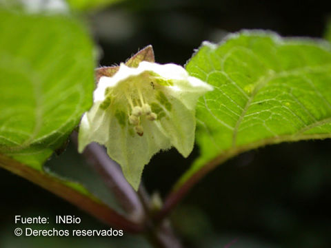 Image of false holly