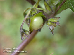 Image of false holly