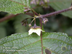 Image of false holly