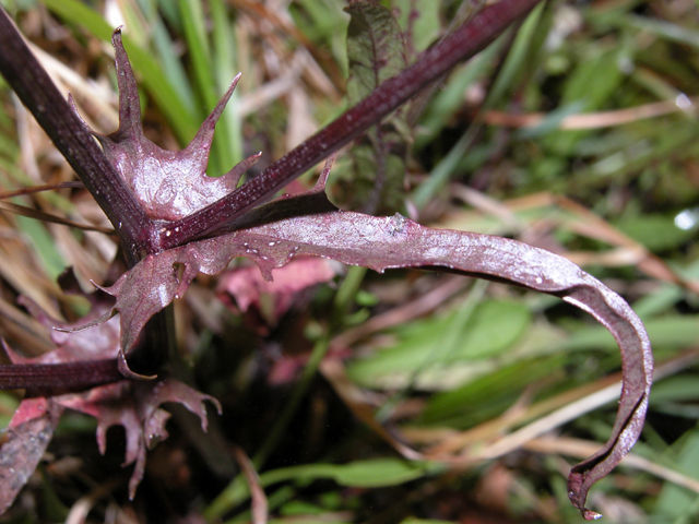 Image of garden lettuce