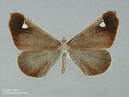 Image of <i>Macrosoma amaculata</i> Scoble 1990