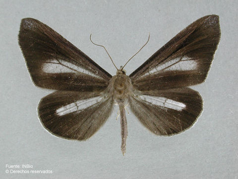 Image of Macrosoma lucivittata Walker 1863