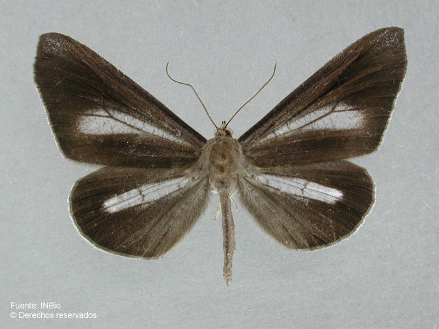 Слика од Macrosoma lucivittata Walker 1863