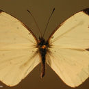 Image de <i>Leptophobia <i>aripa</i></i> aripa (Boisduval 1836)