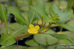 Слика од Ludwigia inclinata (L. fil.) Gomez de la Maza