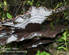 Image de Laetiporus persicinus (Berk. & M. A. Curtis) Gilb. 1981