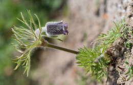 Image of Small Pasque Flower