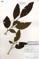 Image of Beckner lycianthes