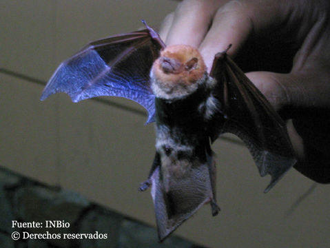 Image of Red Bat