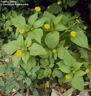 Imagem de Melampodium divaricatum (L. C. Rich.) DC.