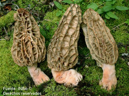 Image of Morchella elata Fr. 1822