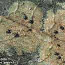 Image of Microtheliopsis uleana Müll. Arg.