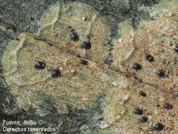 Image of Microtheliopsis uleana Müll. Arg.