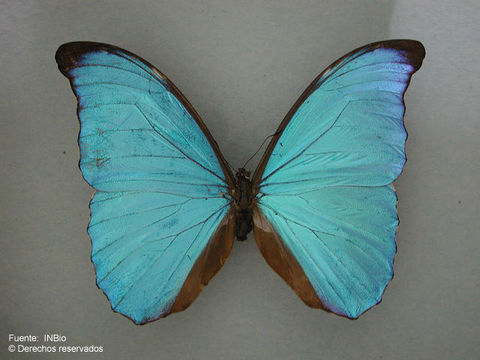 Image de Morpho amathonte Deyrolle 1860