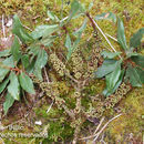 Sivun Myrsine coriacea (Sw.) R. Br. kuva