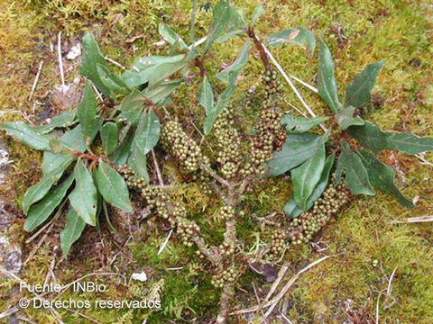 Imagem de Myrsine coriacea (Sw.) R. Br.