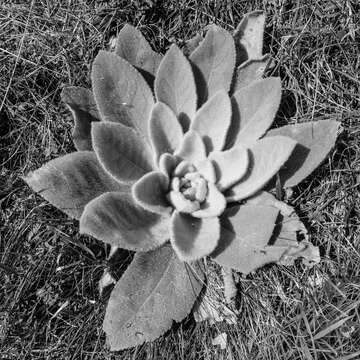 Image of Great Mullein