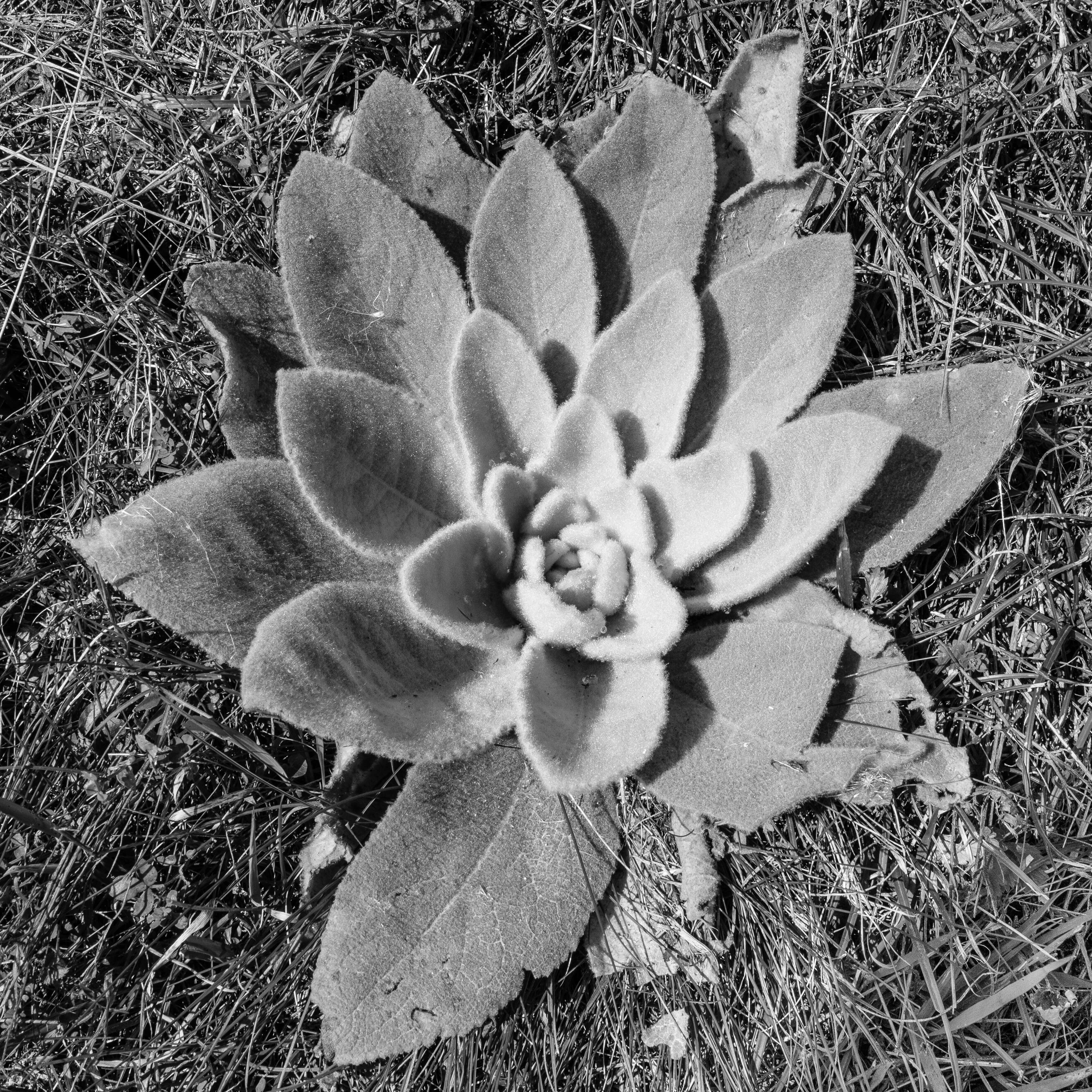 Image of Great Mullein