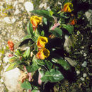 Sivun Oenothera multicaulis Ruiz & Pav. kuva