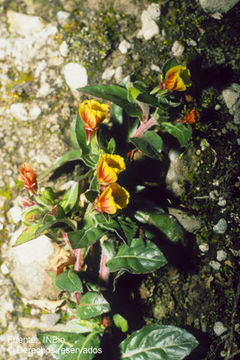 Image of Oenothera multicaulis Ruiz & Pav.