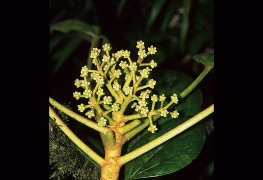 Image of Oreopanax standleyi A. C. Sm.