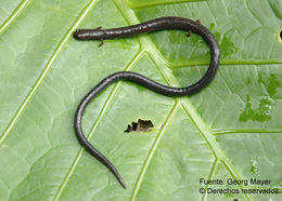 Image of Cienega Colorado Worm Salamander