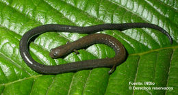 Image of Cienega Colorado Worm Salamander