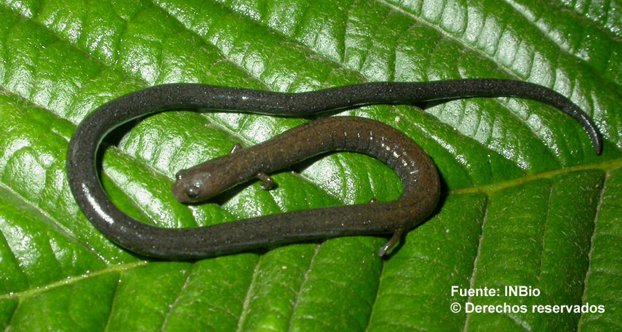 Image of Cienega Colorado Worm Salamander