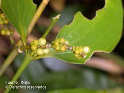 Image de Phoradendron racemosum (Aubl.) Krug & Urban
