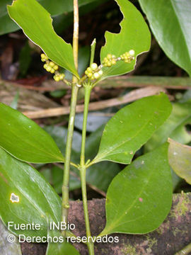 Image of bigleaf mistletoe