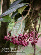 Plancia ëd Ardisia hokouensis Yuen P. Yang